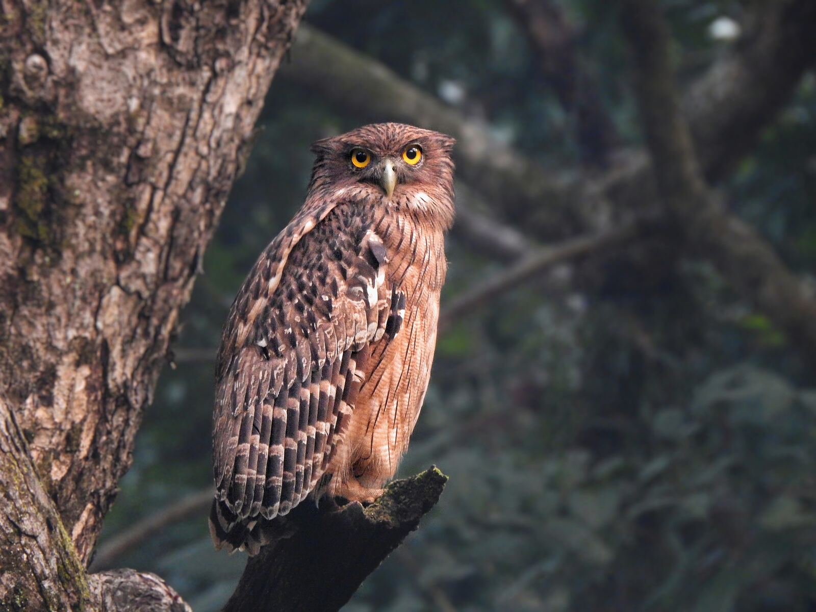 A brown owl perched on a dead branch against dim forest
