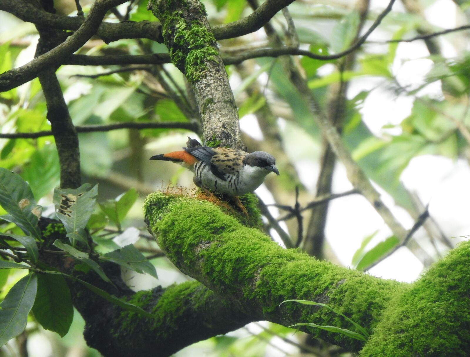 A small bird perched on a moss-covered branch against a bright background