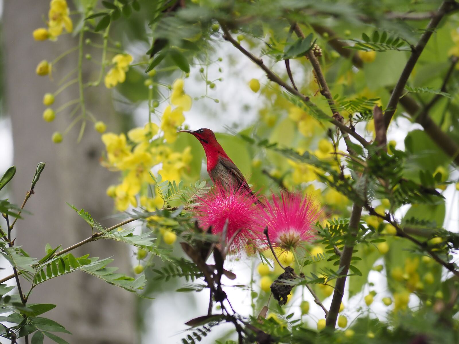 A red sunbird feeding among pink and yellow blossoms