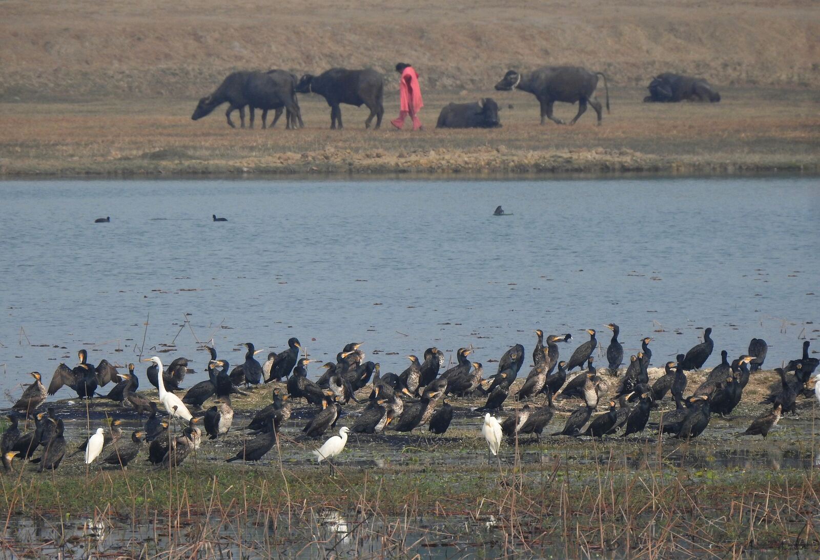 Cormorants and egrets crowded on a lake shore, with water buffalo grazing on the far bank