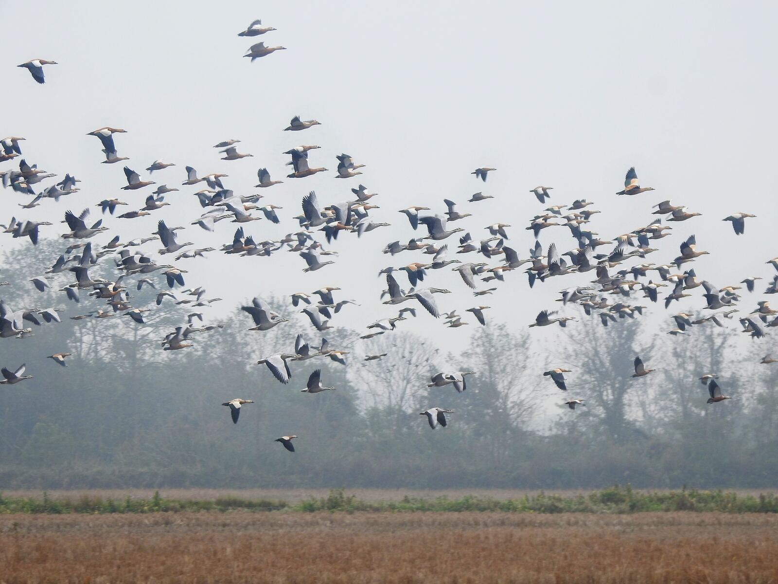 Landscape: sunset over the Rapti River at Sauraha, Black-necked Stork silhouette on the far bank
