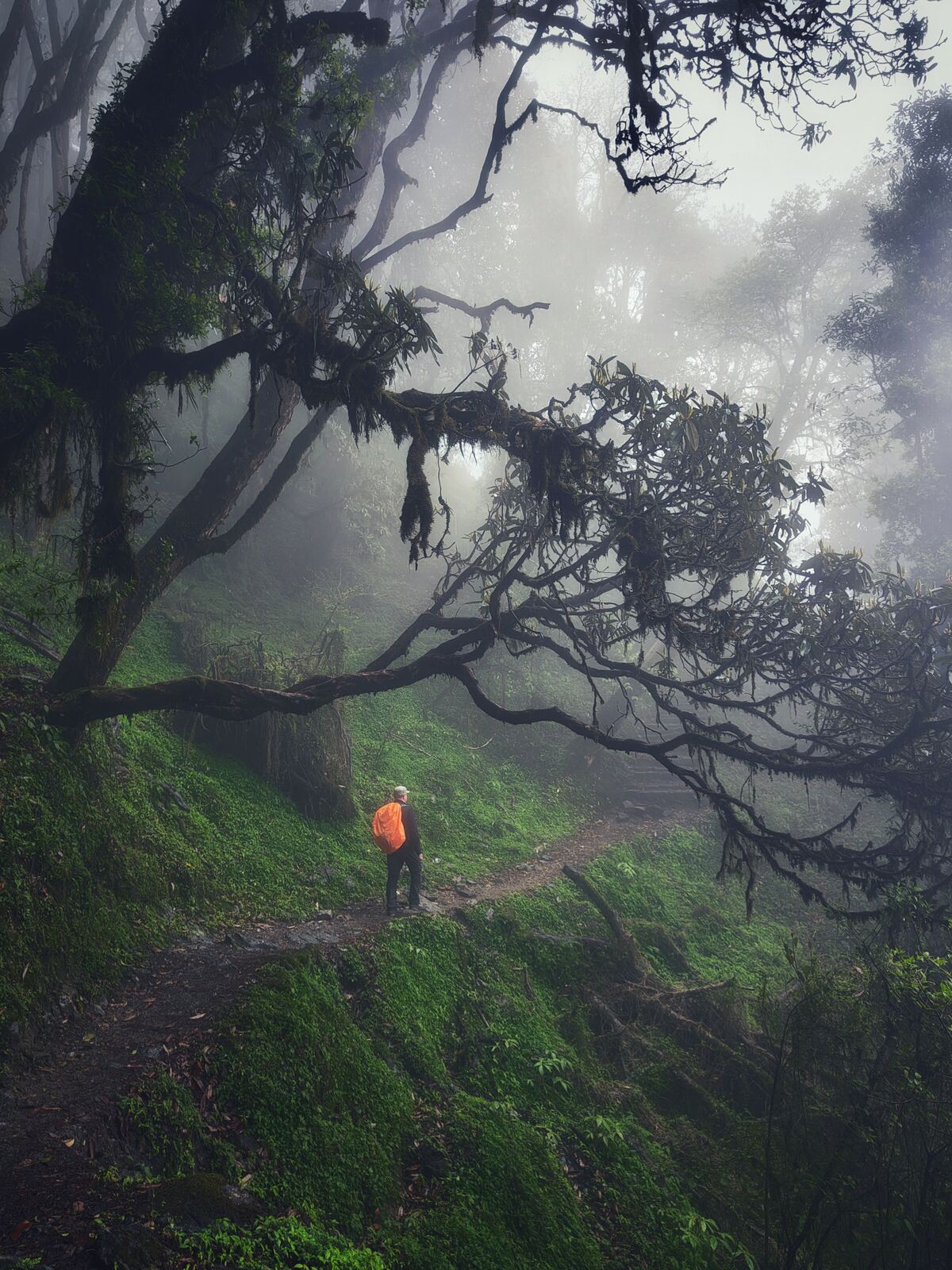 Wide shot: dawn light through oak and rhododendron forest on Phulchowki, mist in the valley below, red blooms in the foreground