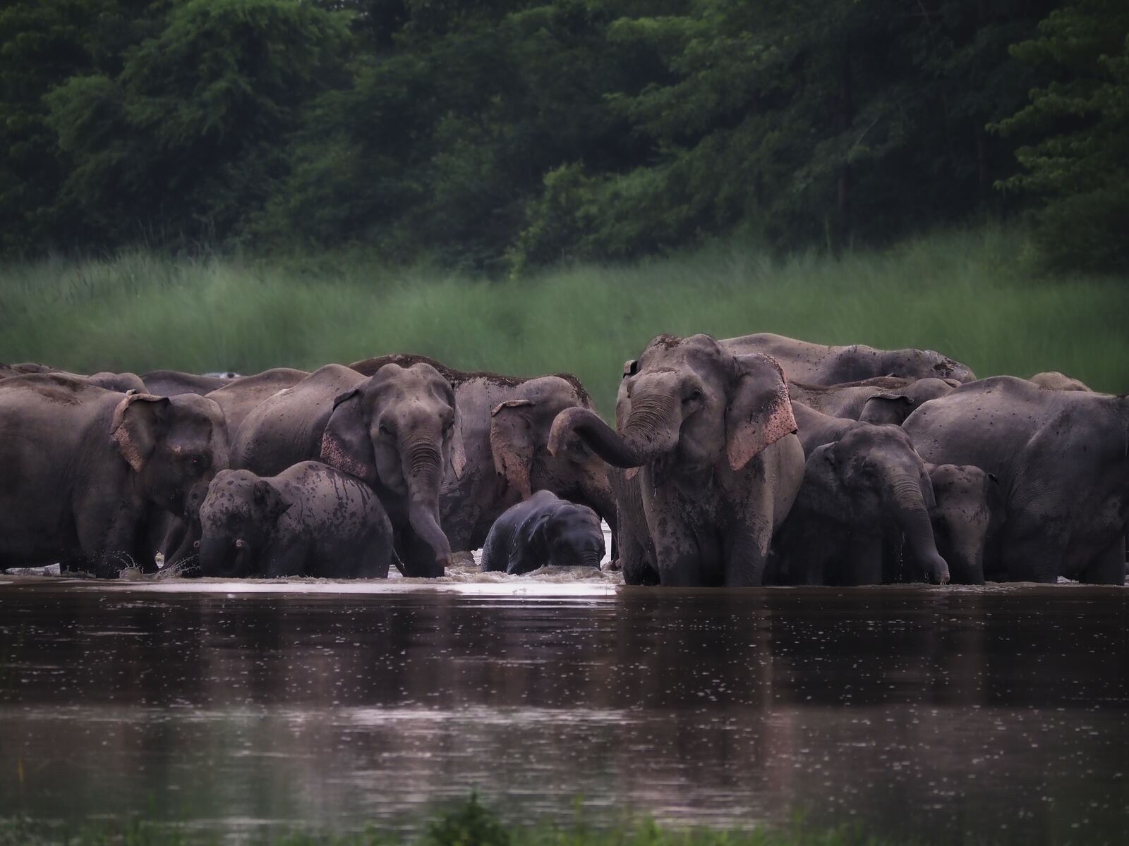 An elephant herd bathing and drinking at a dark river edge