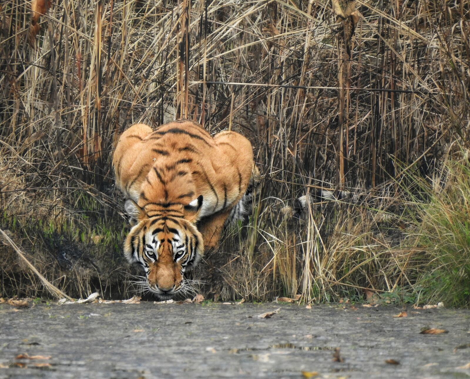 A tiger lowering its head to drink in dry reeds beside water