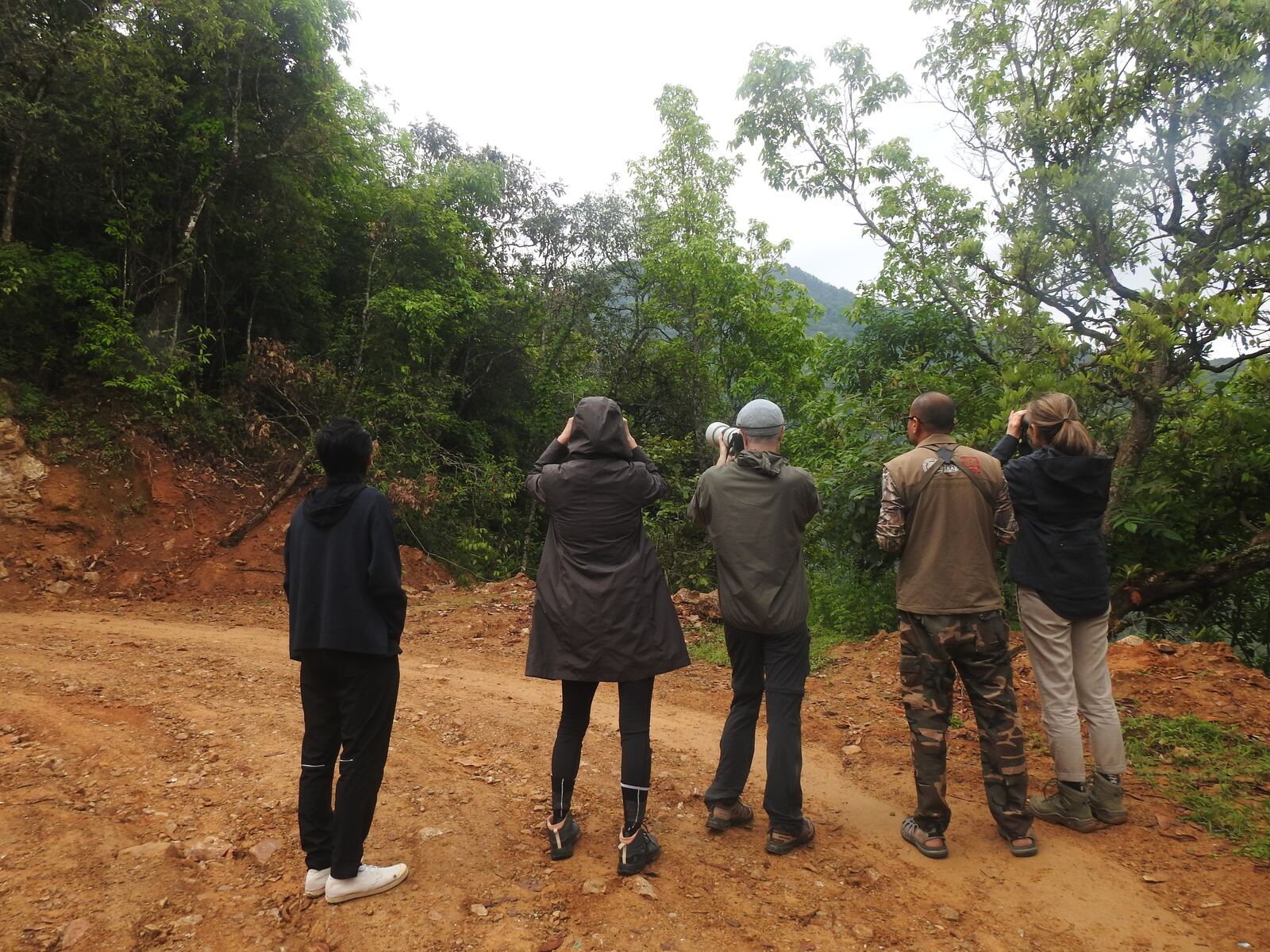 A small group of birders on a red dirt trail, binoculars raised towards the trees